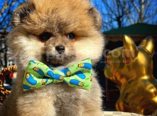 Ayı Surat Teddybear / Pomeranian Boo Oğlumuz Podo / Yavrupatiler görsel