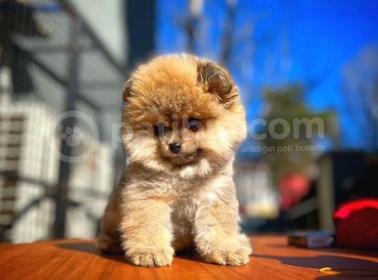Ayı Surat Teddybear / Pomeranian Boo Oğlumuz Podo / Yavrupatiler görsel