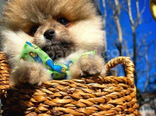 Ayı Surat Teddybear / Pomeranian Boo Oğlumuz Podo / Yavrupatiler görsel