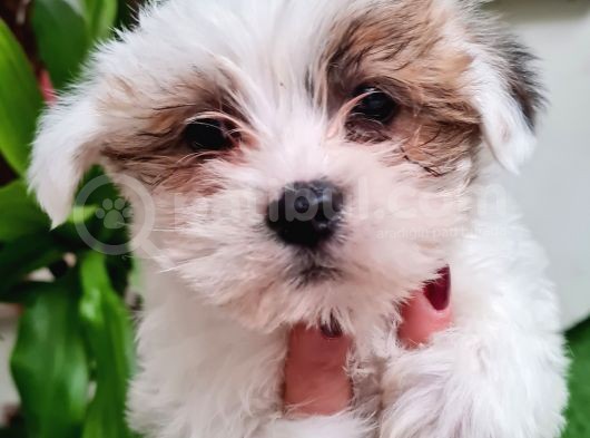 Shih-Tzu Bebeklerimiz görsel