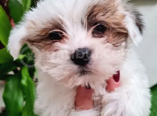 Shih-Tzu Bebeklerimiz