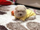 Chow Chow (Çin Aslanı) Yavruları