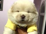 Chow Chow (Çin Aslanı) Yavruları