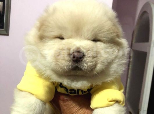 Chow Chow (Çin Aslanı) Yavruları görsel
