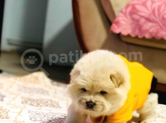 Chow Chow (Çin Aslanı) Yavruları görsel