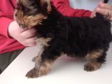 Pet Pasaportlu Microchipli Dişi Yorkshire Terrier