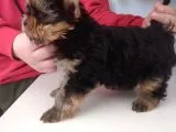 Pet Pasaportlu Microchipli Dişi Yorkshire Terrier