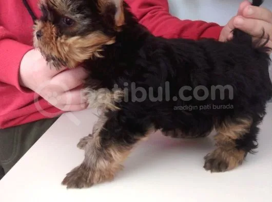 Pet Pasaportlu Microchipli Dişi Yorkshire Terrier