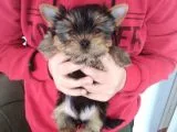 Pet Pasaportlu Microchipli Dişi Yorkshire Terrier