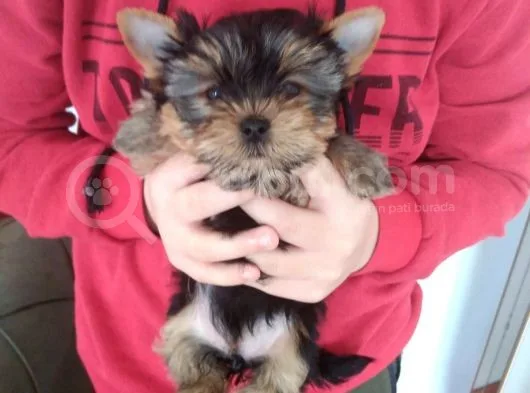 Pet Pasaportlu Microchipli Dişi Yorkshire Terrier