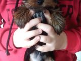 Pet Pasaportlu Microchipli Dişi Yorkshire Terrier