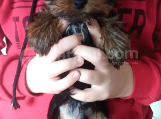 Pet Pasaportlu Microchipli Dişi Yorkshire Terrier görsel
