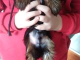 Pet Pasaportlu Microchipli Dişi Yorkshire Terrier