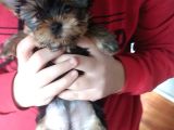 Pet Pasaportlu Microchipli Dişi Yorkshire Terrier
