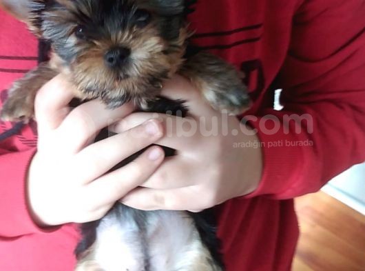 Pet Pasaportlu Microchipli Dişi Yorkshire Terrier görsel