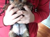 Pet Pasaportlu Microchipli Dişi Yorkshire Terrier