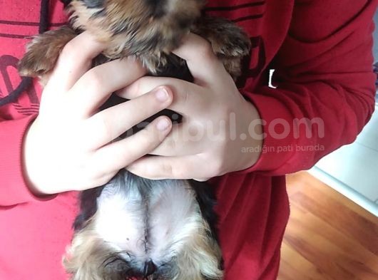 Pet Pasaportlu Microchipli Dişi Yorkshire Terrier görsel