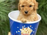 Toy Poodle Yavrular (Di̇şi̇&Erkek)