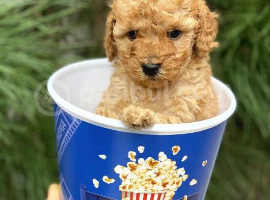 Toy Poodle Yavrular (Di̇şi̇&Erkek) görsel