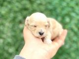 Türkiye’de Tek Gerçek Malti̇poo
