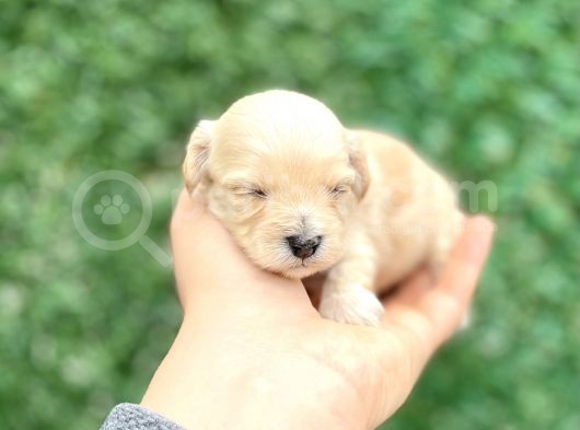 Türkiye’de Tek Gerçek Malti̇poo görsel