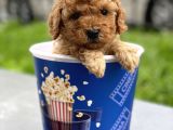 Toy Poodle Yavrular (Di̇şi̇&Erkek)