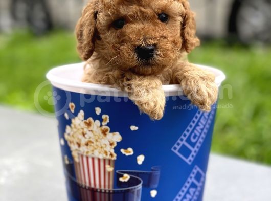 Toy Poodle Yavrular (Di̇şi̇&Erkek) görsel