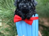 Toy Poodle Yavrular (Di̇şi̇&Erkek)