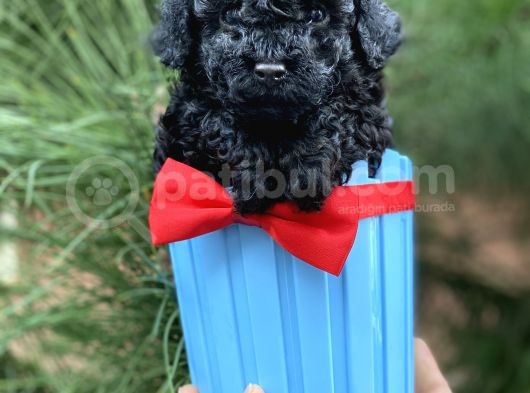 Toy Poodle Yavrular (Di̇şi̇&Erkek) görsel