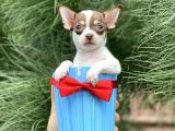 Xxs Chihuahua Yavrular