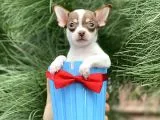Xxs Chihuahua Yavrular