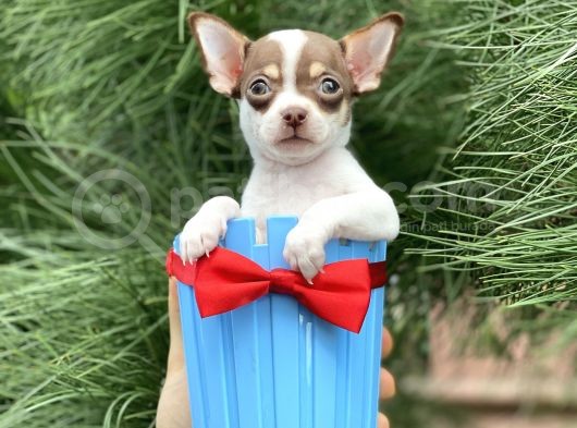 Xxs Chihuahua Yavrular görsel