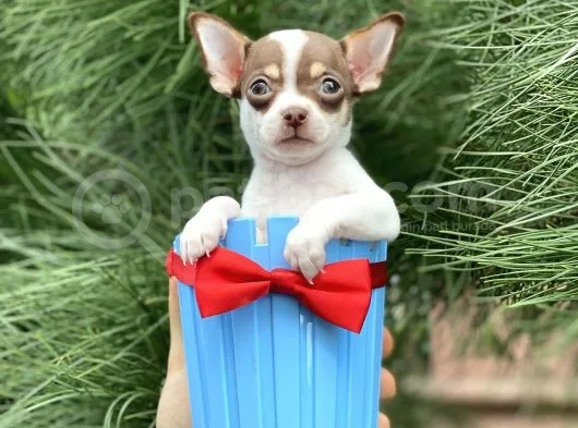 Xxs Chihuahua Yavrular