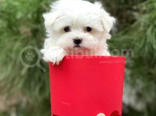 Gerçek Maltese Yavrular