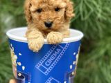 Toy Poodle Yavrular (Di̇şi̇&Erkek)