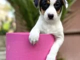 Kısa Bacak Jack Russel Yavrular