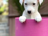 Kısa Bacak Jack Russel Yavrular