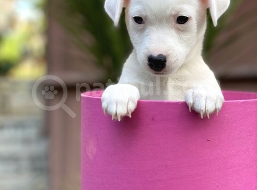 Kısa Bacak Jack Russel Yavrular görsel