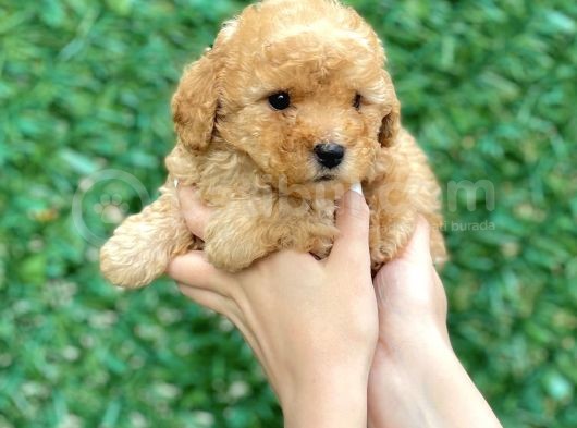 Anne Altından Toy Poodle Yavruları görsel