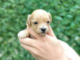 Türkiye’de Tek Gerçek Malti̇poo