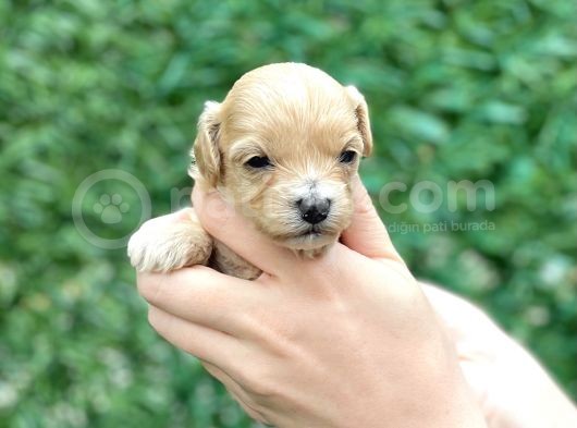 Türkiye’de Tek Gerçek Malti̇poo görsel