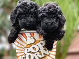 Toy Poodle Yavrular (Di̇şi̇&Erkek)
