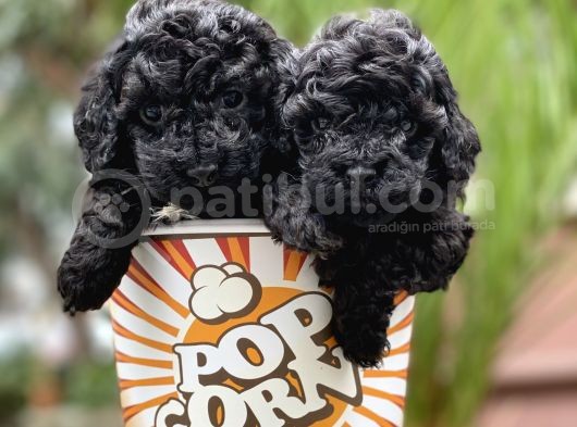 Toy Poodle Yavrular (Di̇şi̇&Erkek) görsel