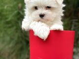 Gerçek Maltese Yavrular