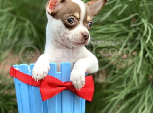 Xxs Chihuahua Yavrular görsel