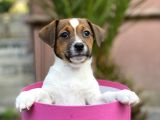 Kısa Bacak Jack Russel Yavrular