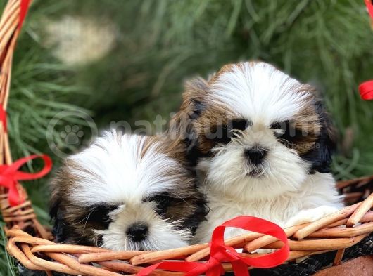 Shi̇h Tzu Yavrular (Di̇şi̇&Erkek) görsel