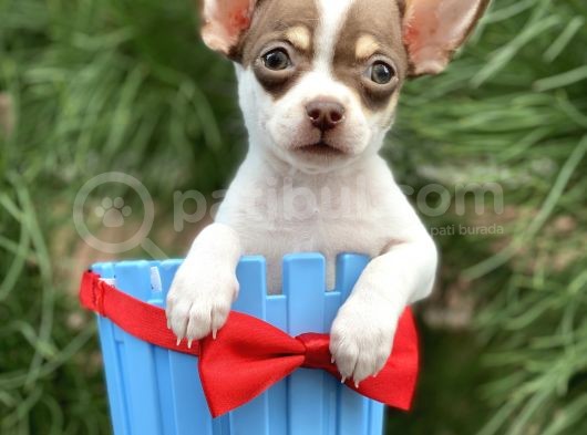 Xxs Chihuahua Yavrular görsel