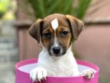 Kısa Bacak Jack Russel Yavrular