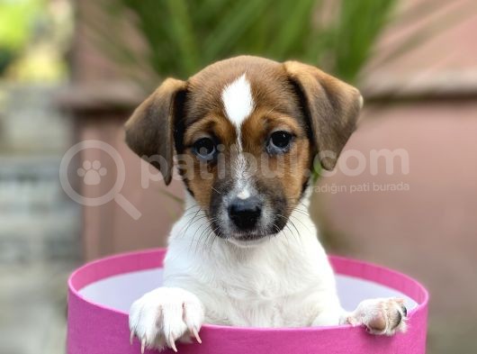 Kısa Bacak Jack Russel Yavrular görsel